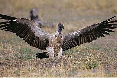 3D平台格斗《咕喵怪物》12月4日登陆PC、PS5和Switch主机